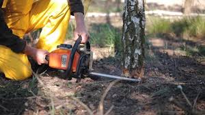 Professional Tree Services in Roanoke, IN